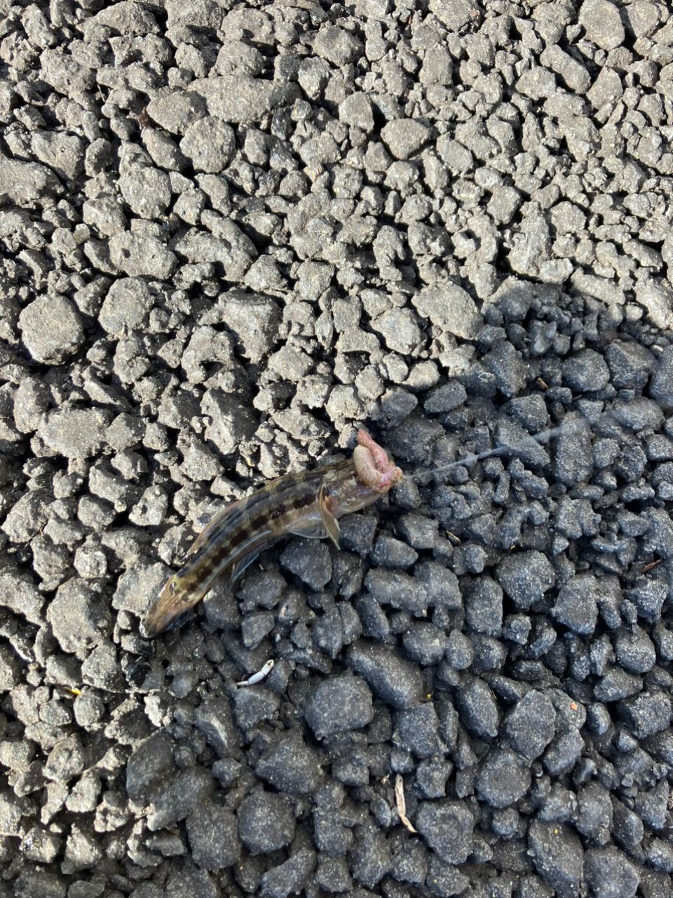 アカオビシマハゼ