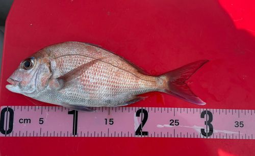 マダイの釣果
