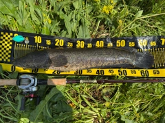 ライギョの釣果