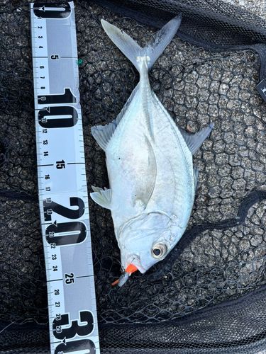 ロウニンアジの釣果