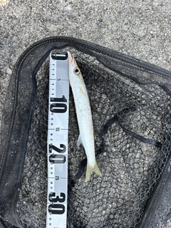 カマスの釣果