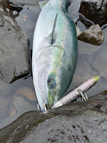 ハマチの釣果