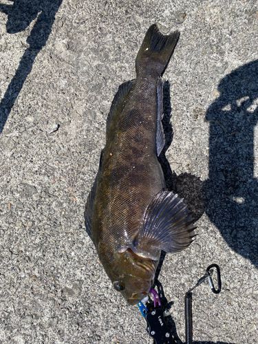 アイナメの釣果