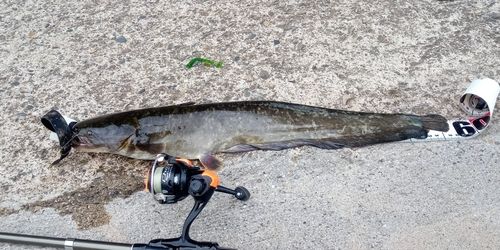ナマズの釣果