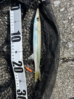 カマスの釣果