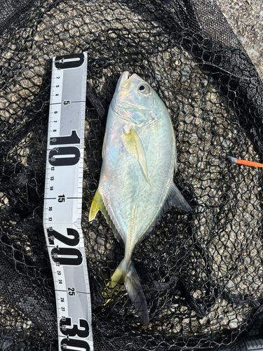 オニヒラアジの釣果