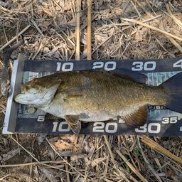 スモールマウスバス