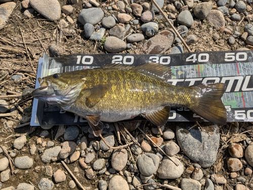 スモールマウスバスの釣果