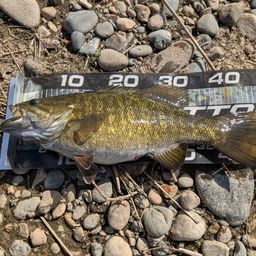 スモールマウスバス