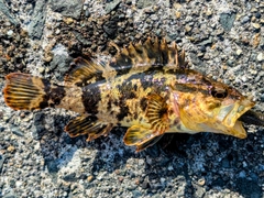 タケノコメバルの釣果
