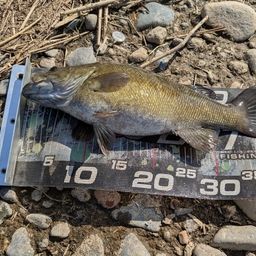 スモールマウスバス