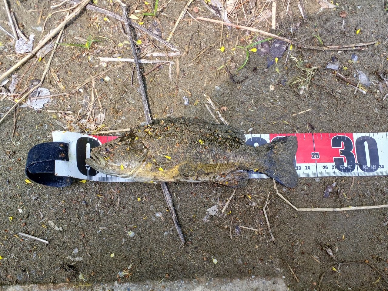 スモールマウスバス