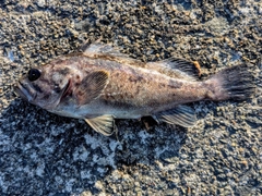 クロソイの釣果