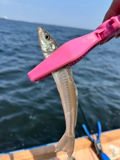 シロギスの釣果