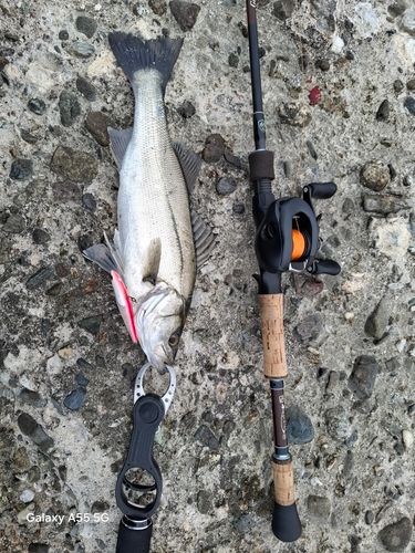 シーバスの釣果