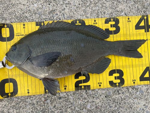 メジナの釣果