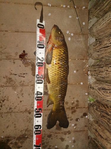コイの釣果