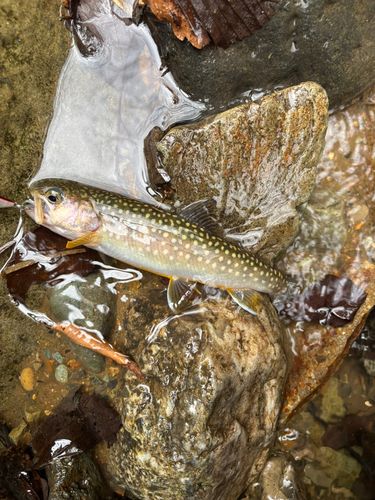 イワナの釣果
