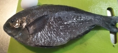 メジナの釣果