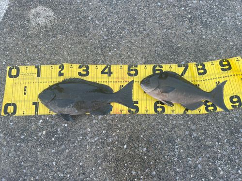 メジナの釣果