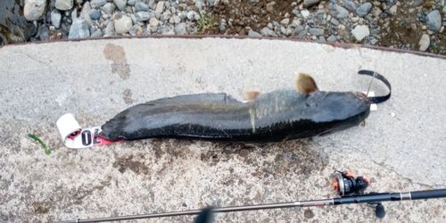 ナマズの釣果