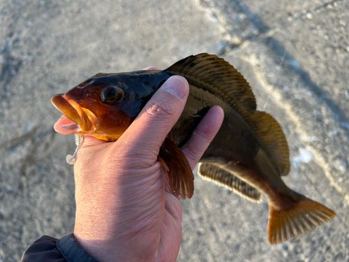 アイナメの釣果