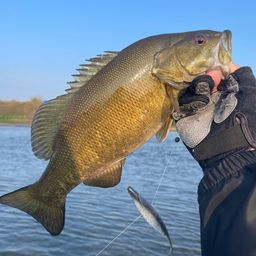スモールマウスバス
