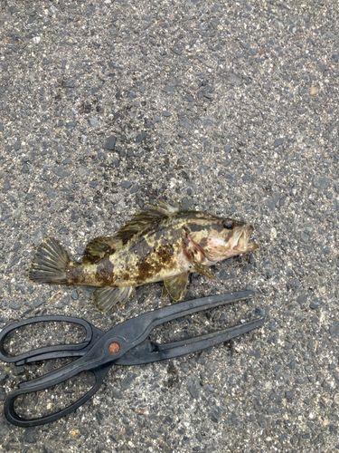 タケノコメバルの釣果