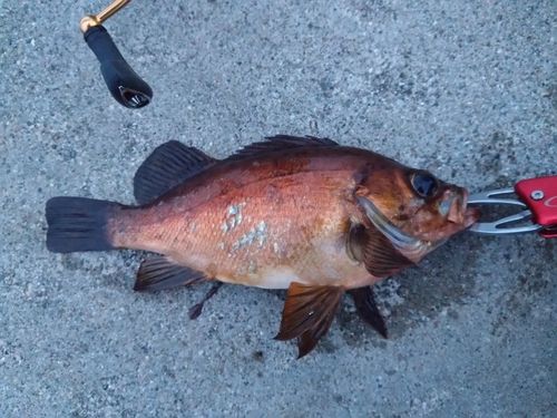 メバルの釣果