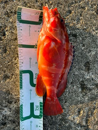 アカハタの釣果