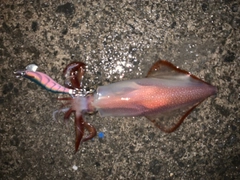 ヤリイカの釣果