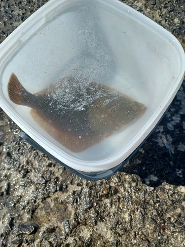 イシモチの釣果