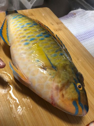 ヒブダイの釣果
