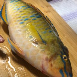 ヒブダイ