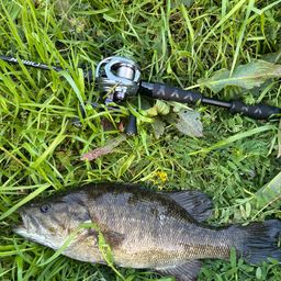 スモールマウスバス