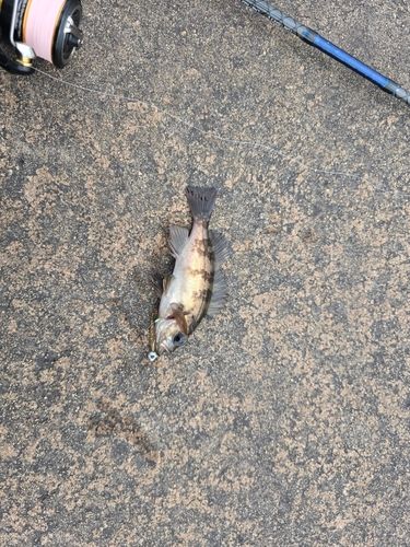 メバルの釣果