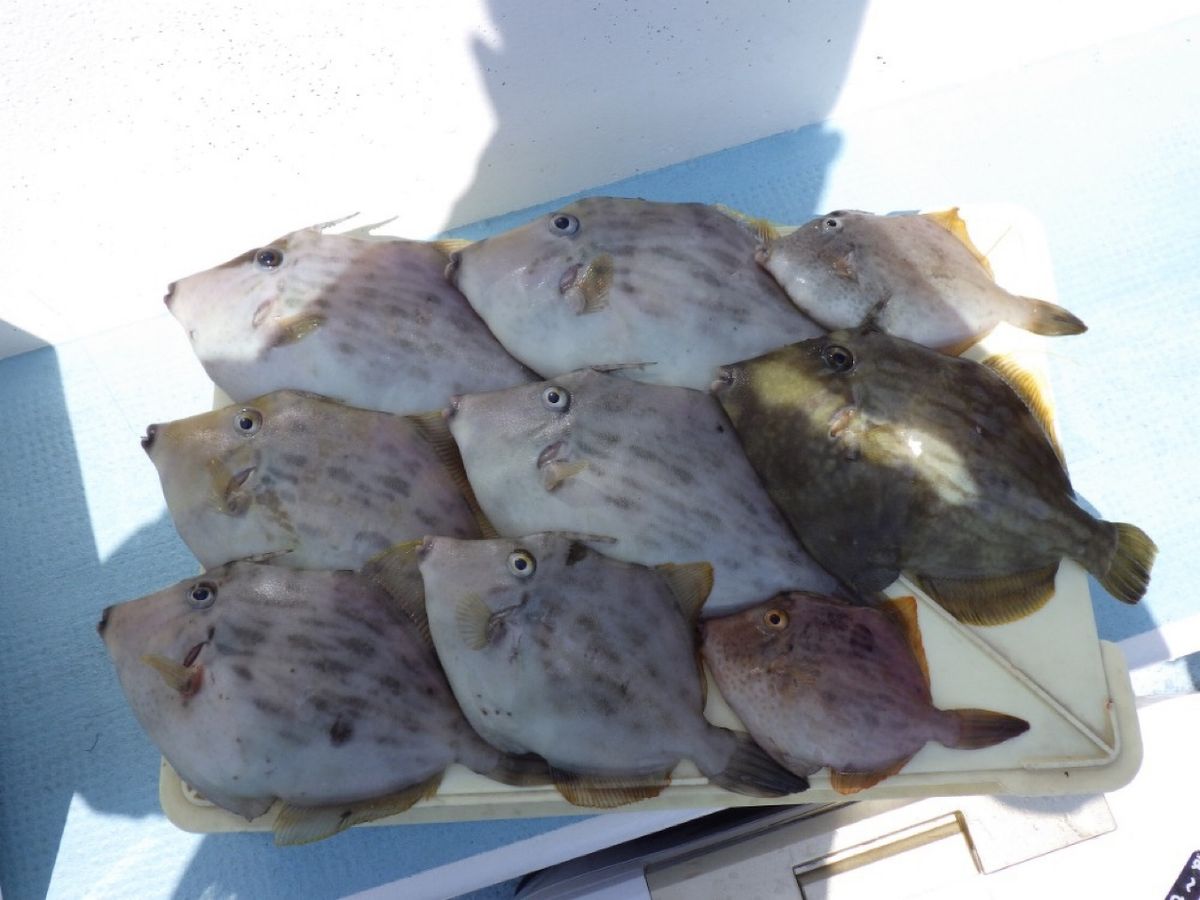 石川釣船@船長さんの釣果 2枚目の画像