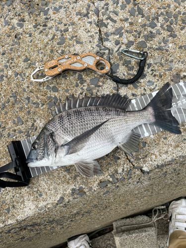 メイタの釣果