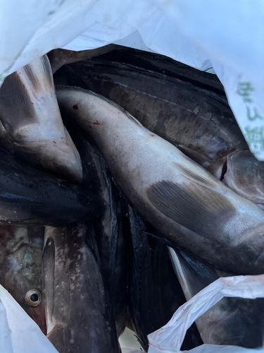ホッケの釣果