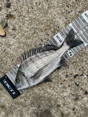 メイタの釣果