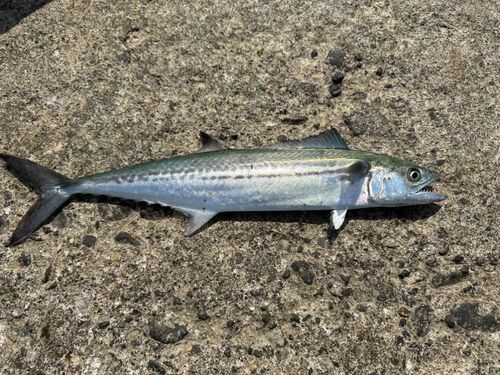 サゴシの釣果