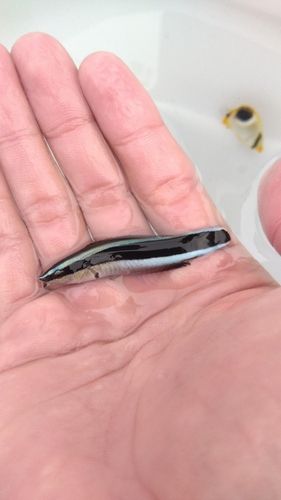 チョウチョウウオの釣果