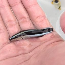 チョウチョウウオ