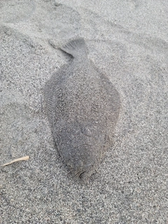 ソゲの釣果