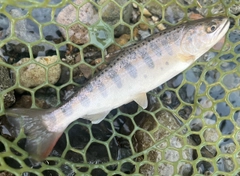 ヤマメの釣果