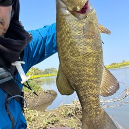 スモールマウスバス