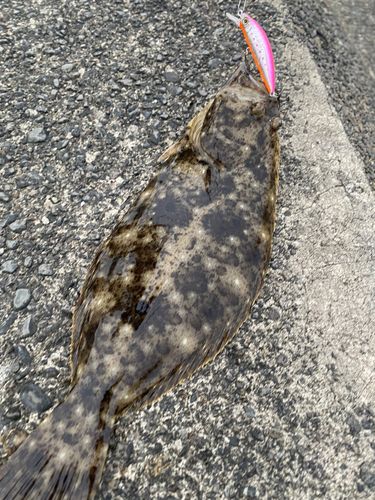 ヒラメの釣果