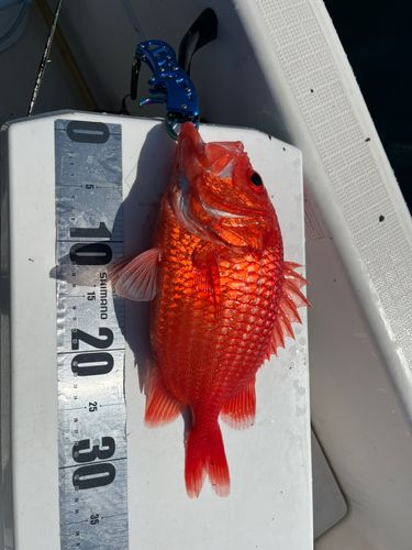エビスダイの釣果