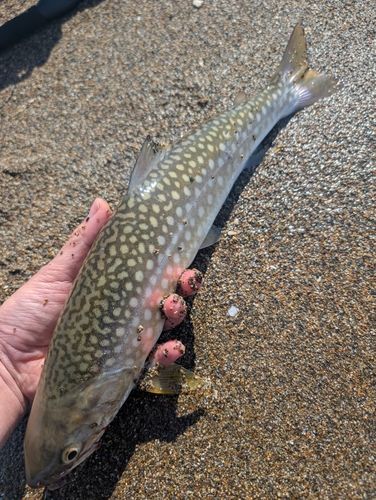 アメマスの釣果