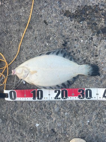 クロガシラガレイの釣果